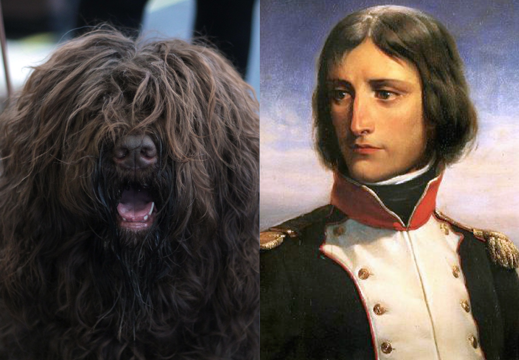 Pies rasy Barbet; Napoleon Bonaparte jako porucznik, fot. Pixabay.com oraz wikimedia (domena publiczna)