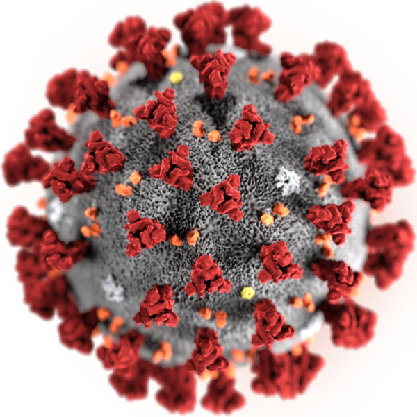 Wizualizacja wirusa SARS-CoV-2, fot. wikimedia (domena publiczna)