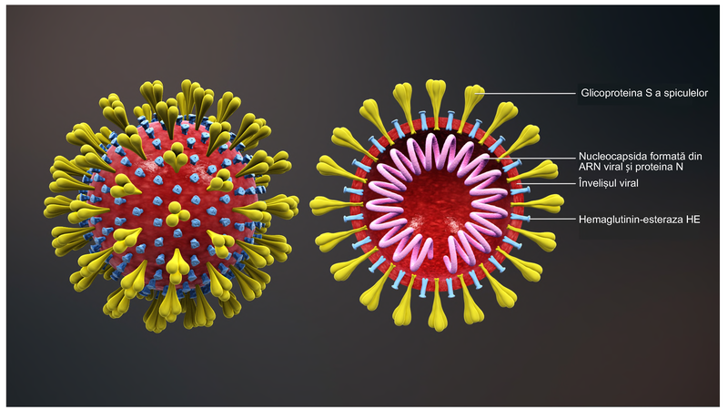 Wikimedia Commons / https://www.scientificanimations.com CC by 4.0