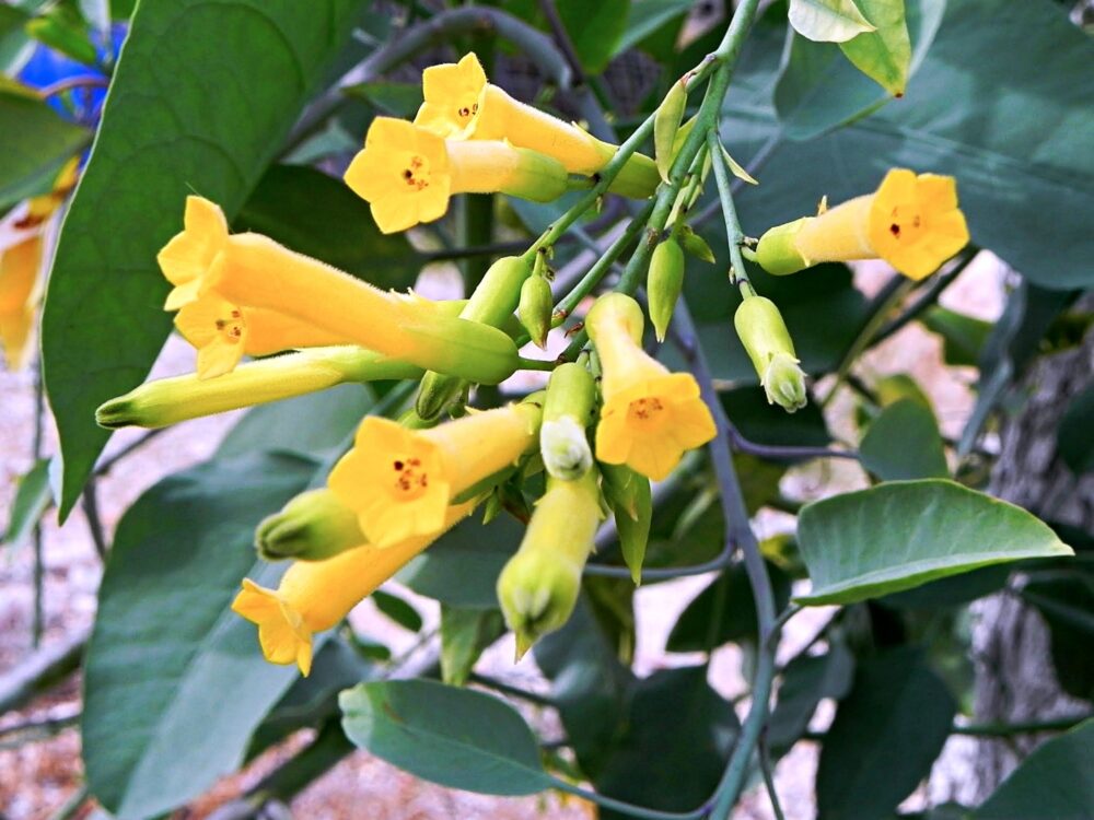 Mustard plant in bloom, Galilee Photo Sr. Amata CSFN