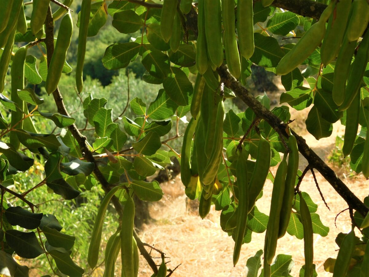 Carob tree, carob (Ceratonia siliqua L.) The prodigal son wanted to satisfy his hunger with pods of this tree, but they were given only to pigs, photo credit_sr. Amata CSFN