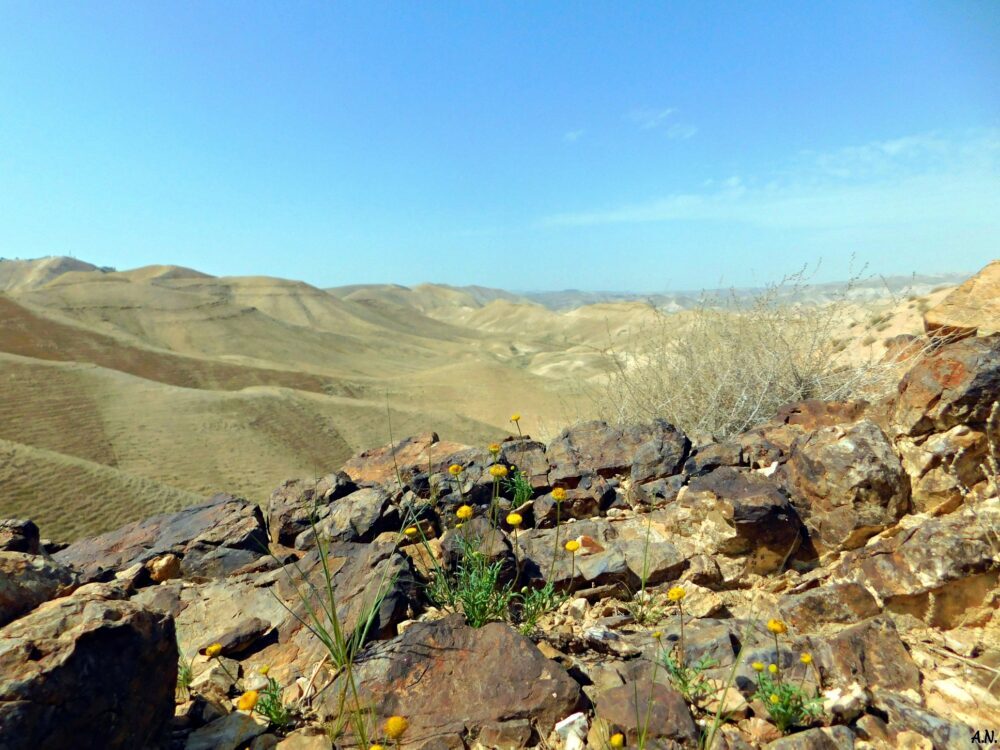 Judean Desert, Photo Credit Sr. Amata CSFN