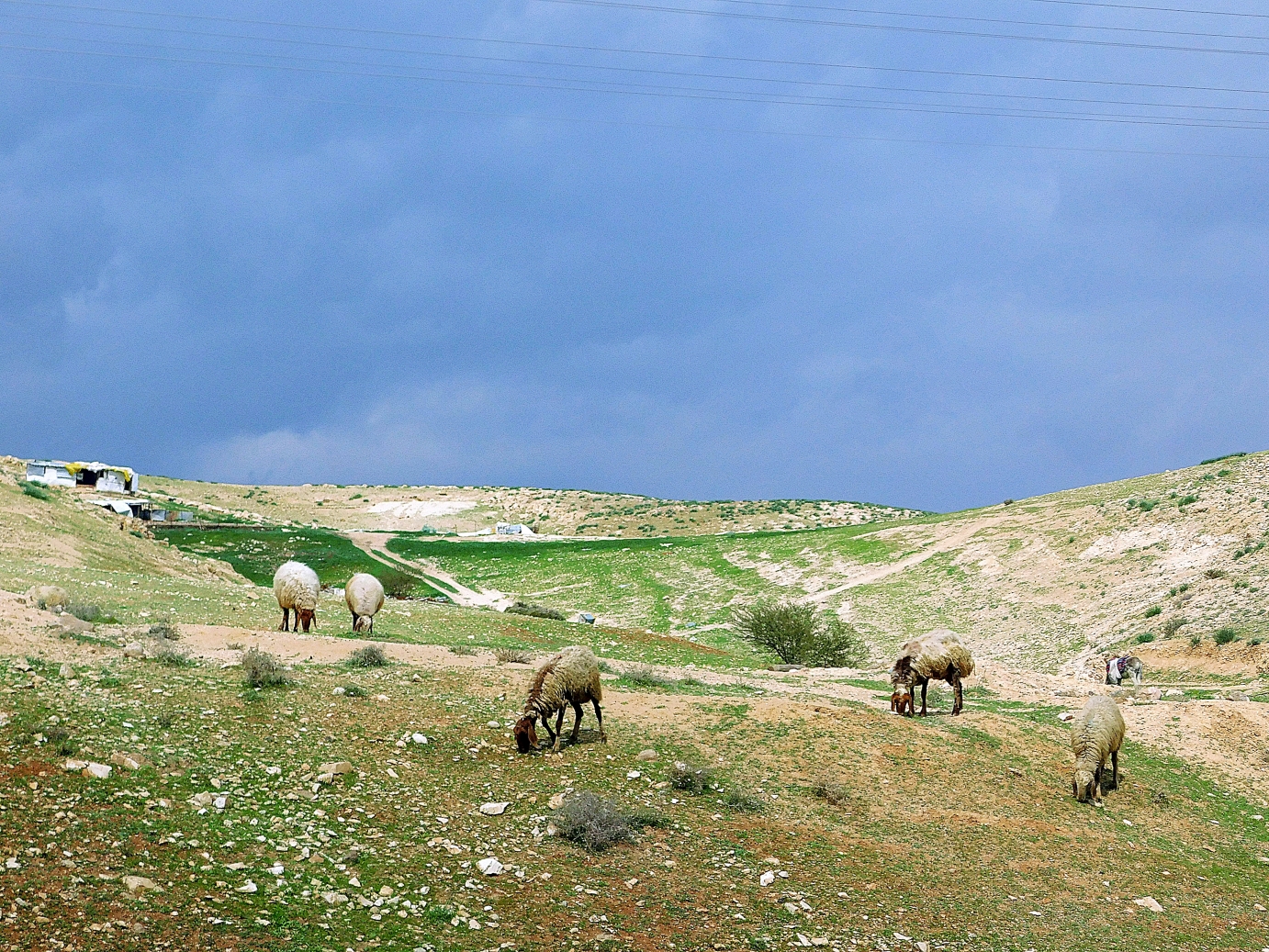 Spring sheepherding in the desert of the Jordan Valley, PhotoCredit_Sr. Amata CSFN