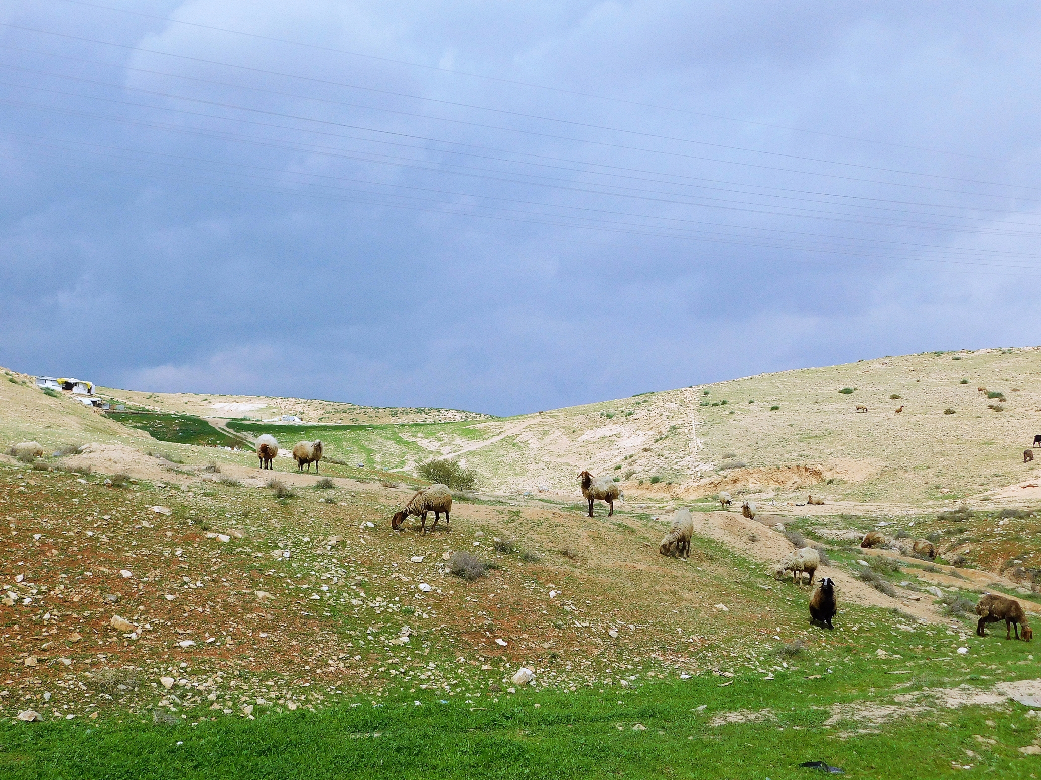 "Oto posyłam was jak owce między wilki" (Łk 10,3), Dolina Jordanu, fot. s. Amata CSFN