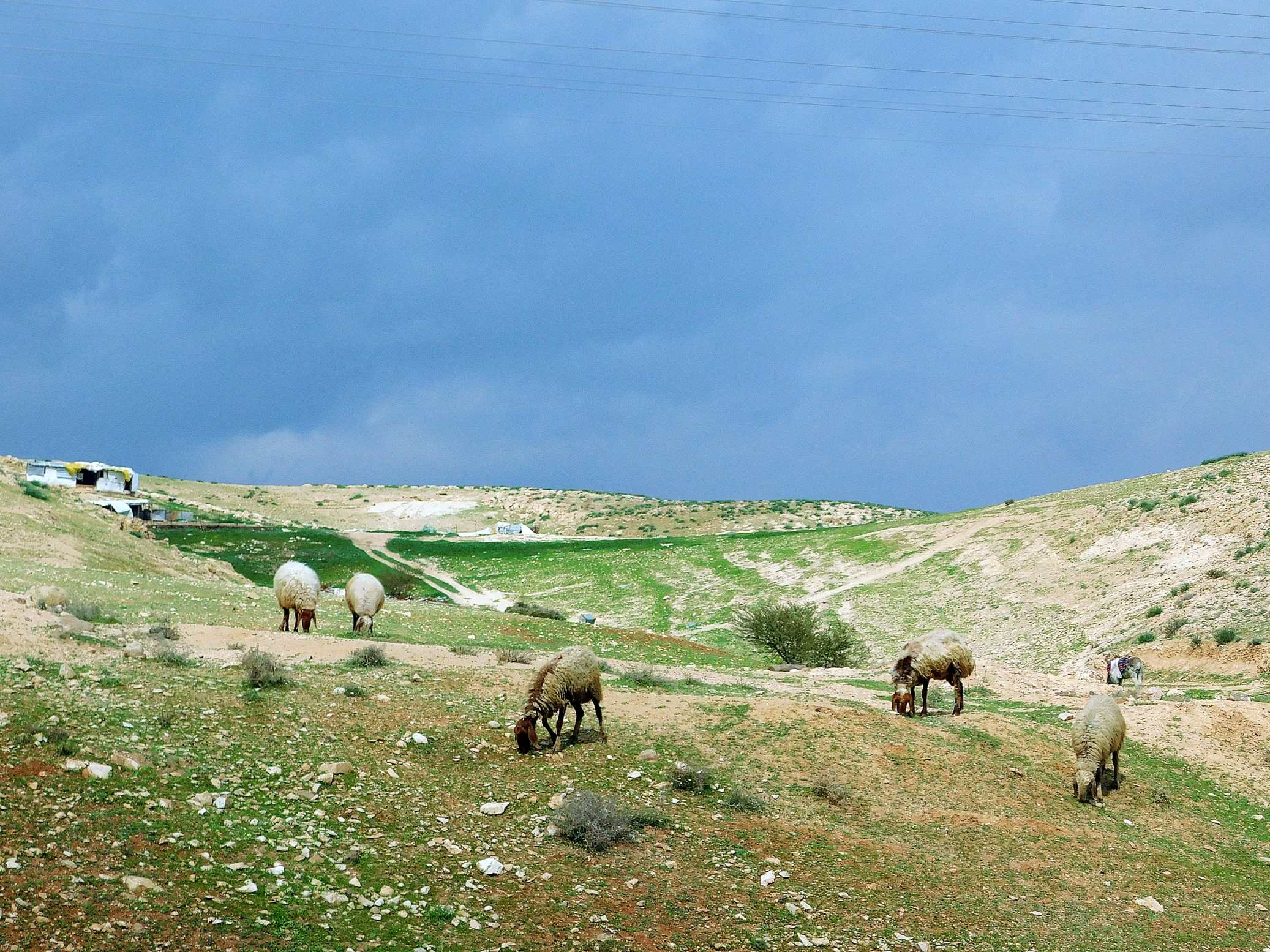 Sheep in the Jordan Valley, PhotoCredit: Sr. Amata CFSN