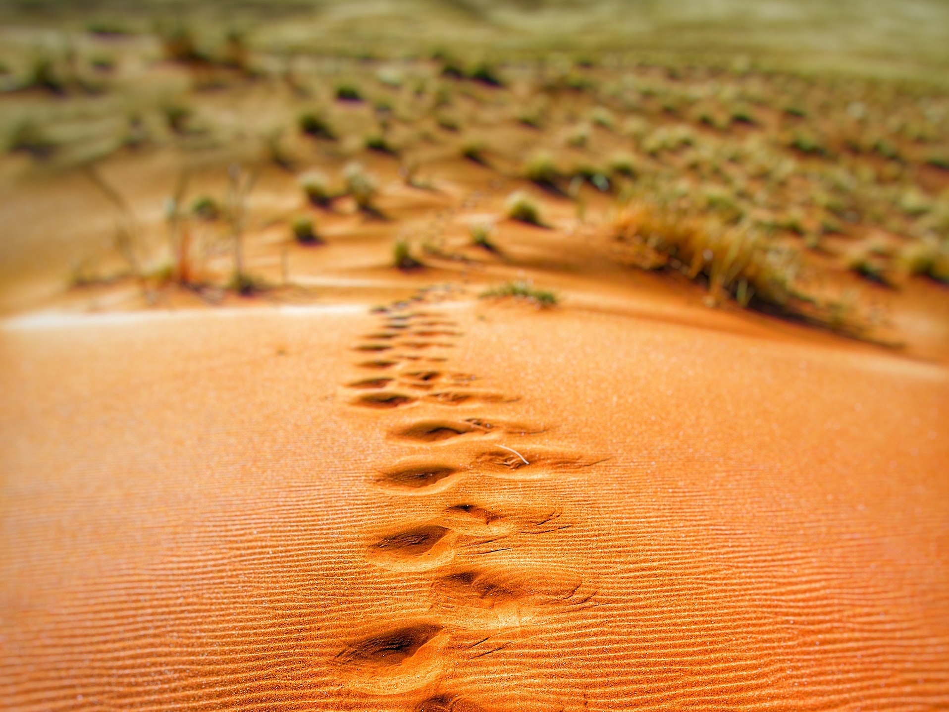 Footsteps, PhotoCredir: CC-0