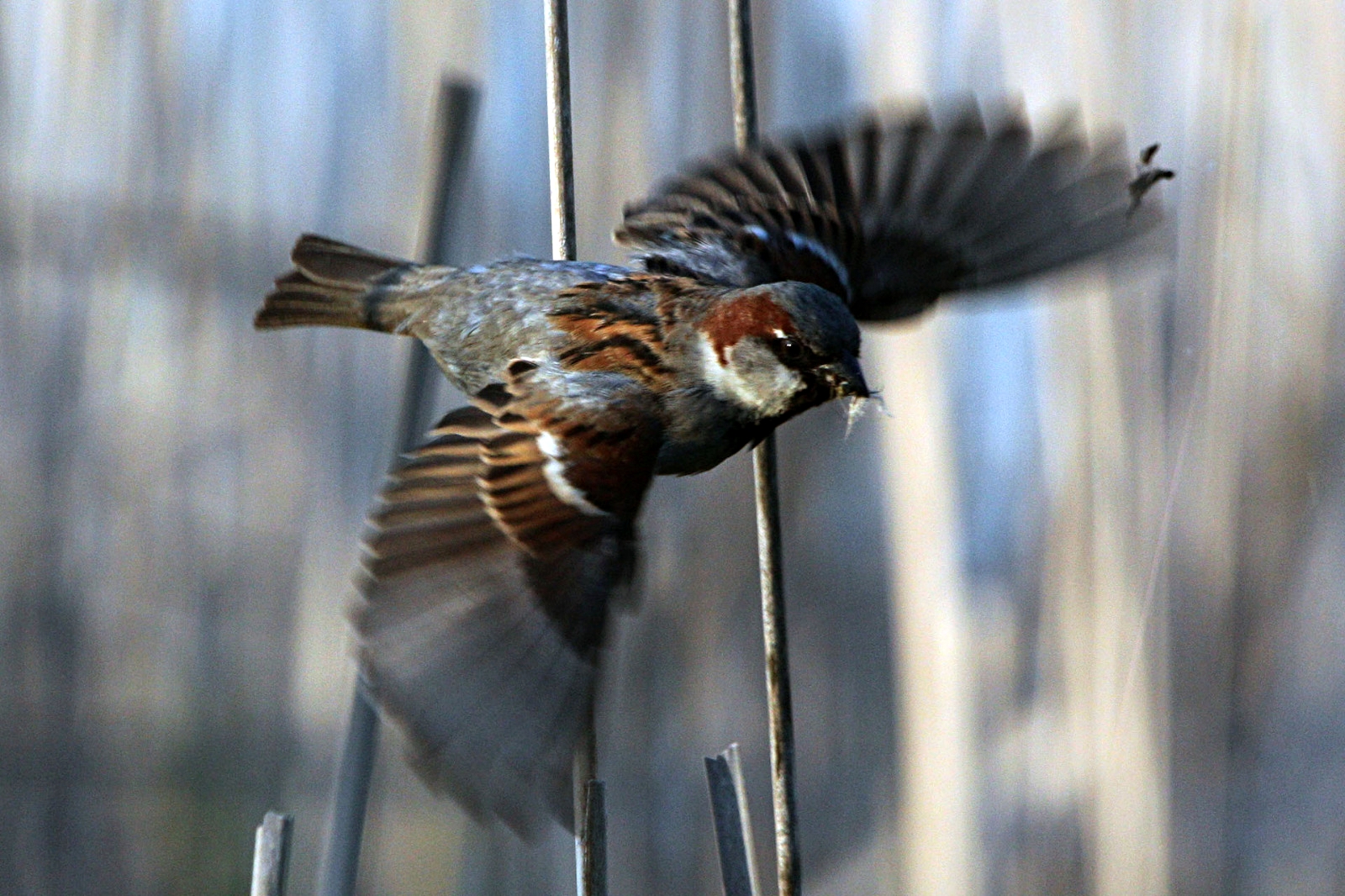 You are worth more than many sparrows, PhotoCredit: Mirek Krajewski