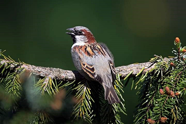 You are worth more than many sparrows, PhotoCredit: Mirek Krajewski